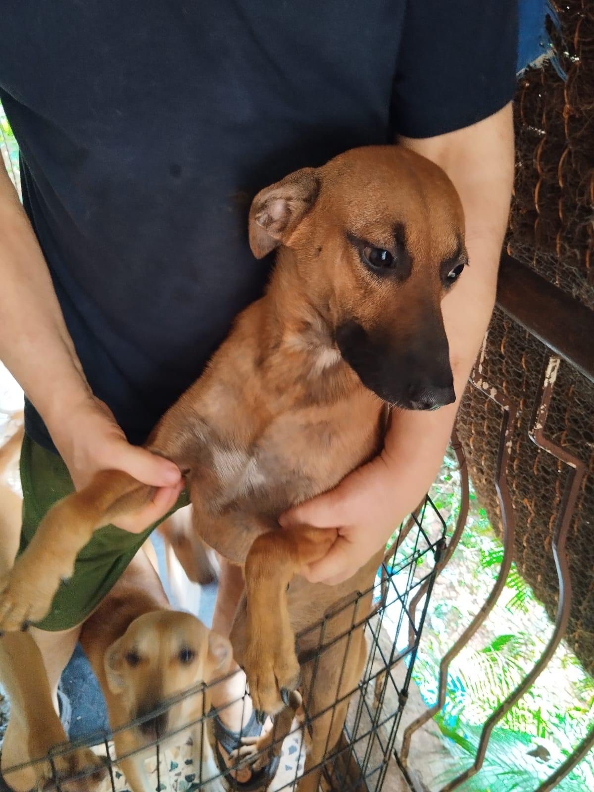 Before 1 — street dog before sterilisation