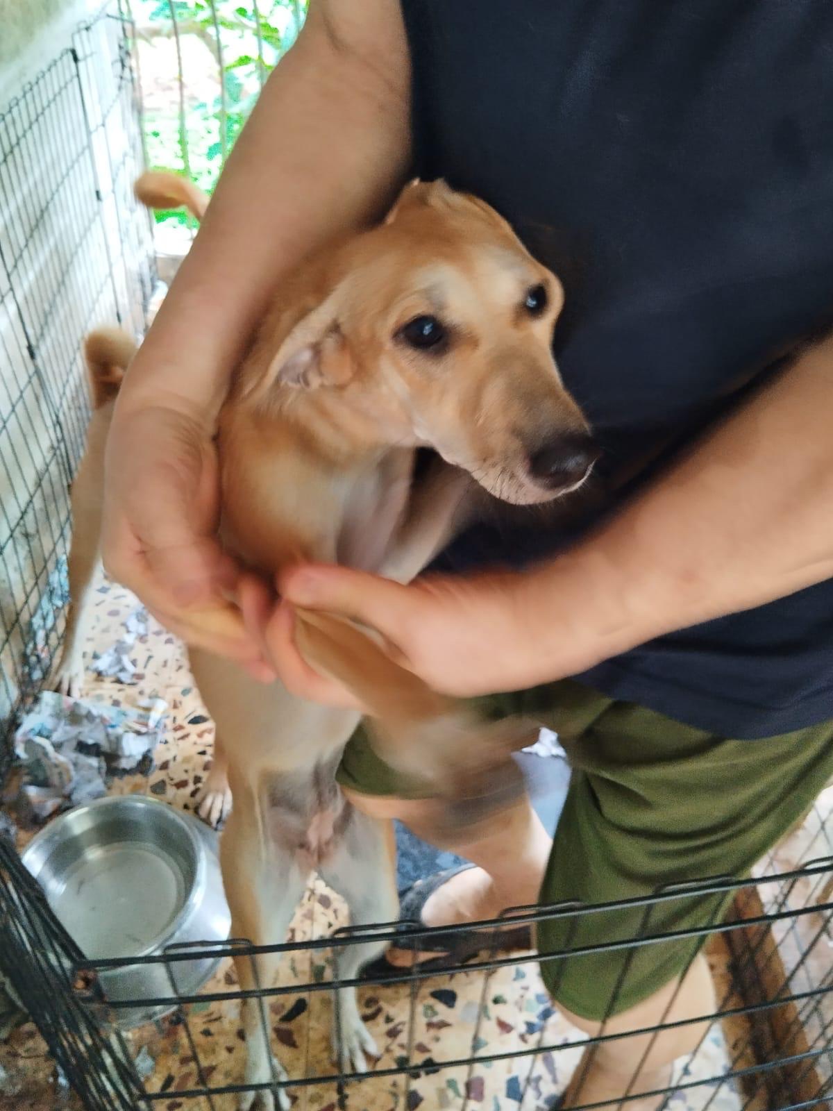 Before 2 — street dog before sterilisation