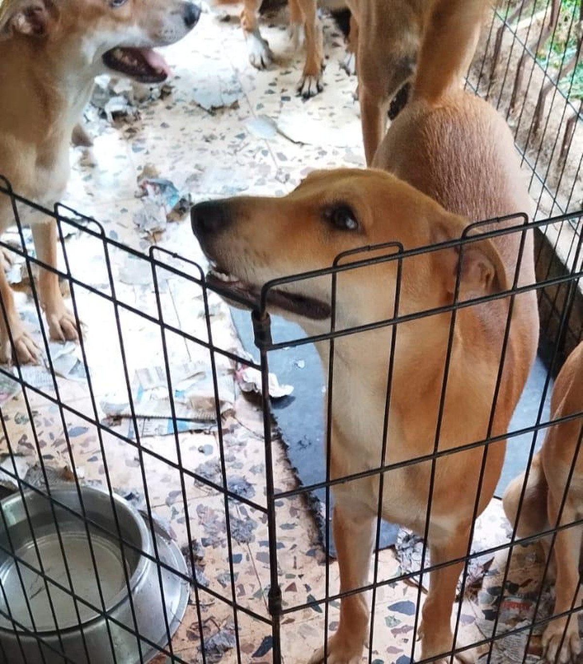 Before 3 — street dog before sterilisation