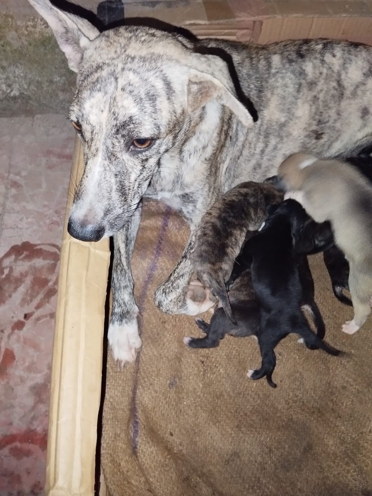 Mother dog with puppies — why we sterilise