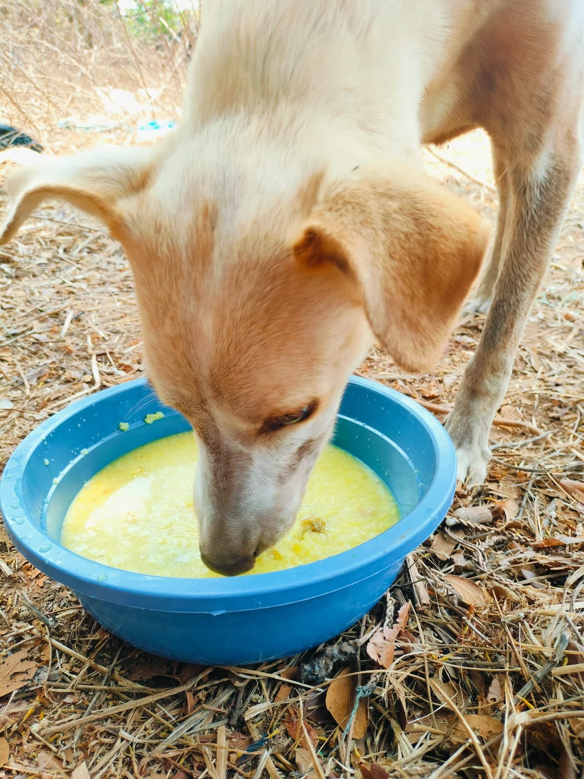 Street dogs being fed on a feeding round in Goa