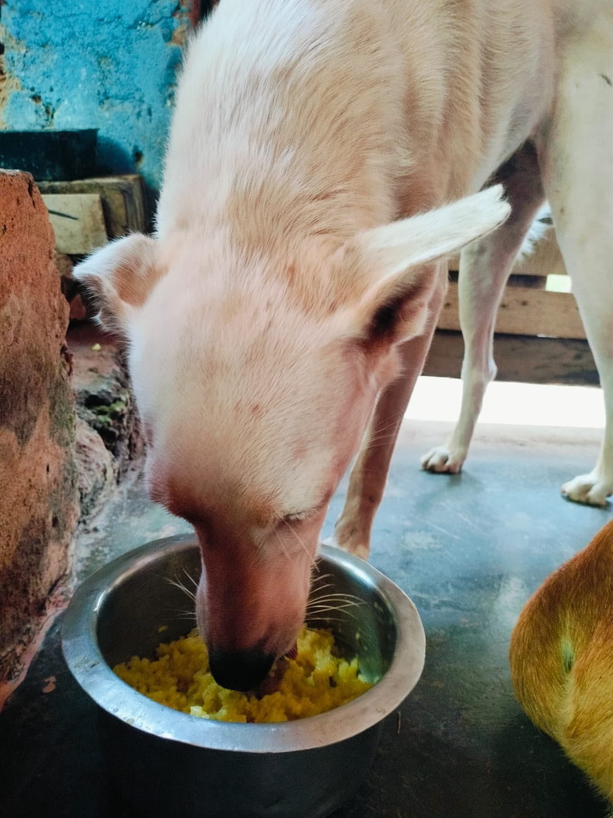 Helper putting out food for street dogs