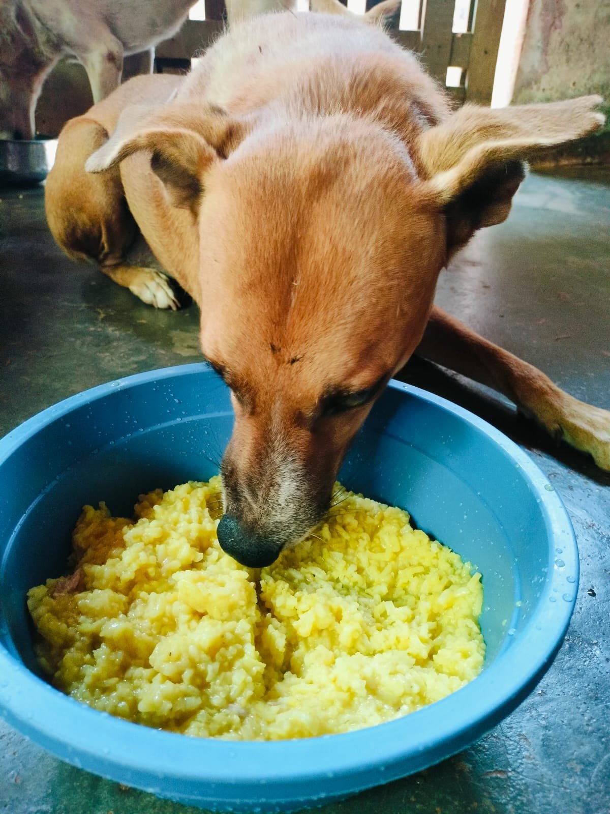 Bowls of food for street dogs on the ground