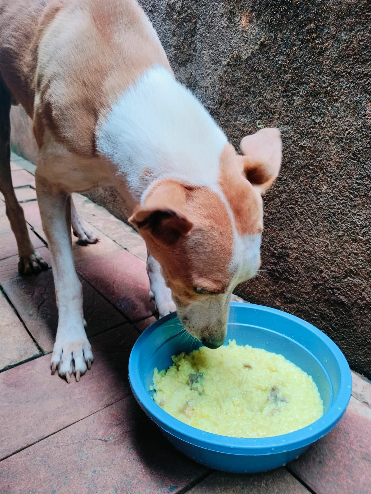 Street dog eating on a feeding round