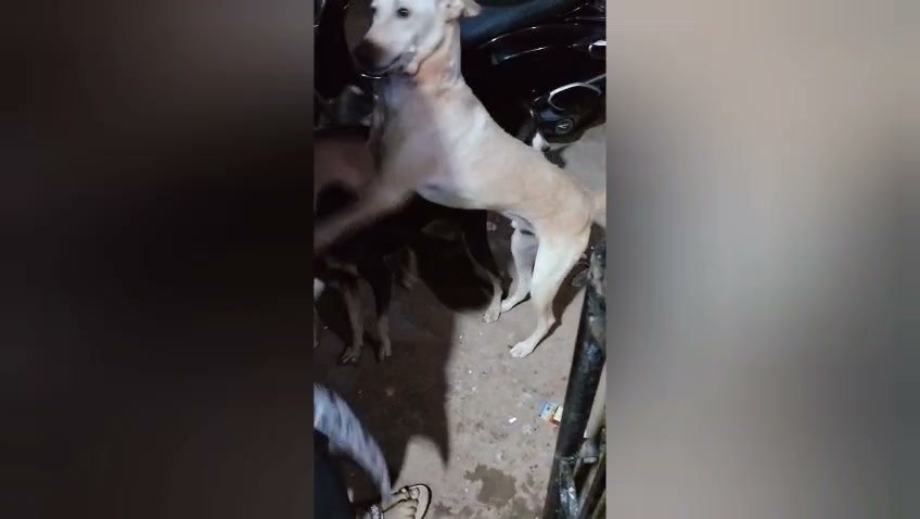 Street dog jumping happily during a feeding round