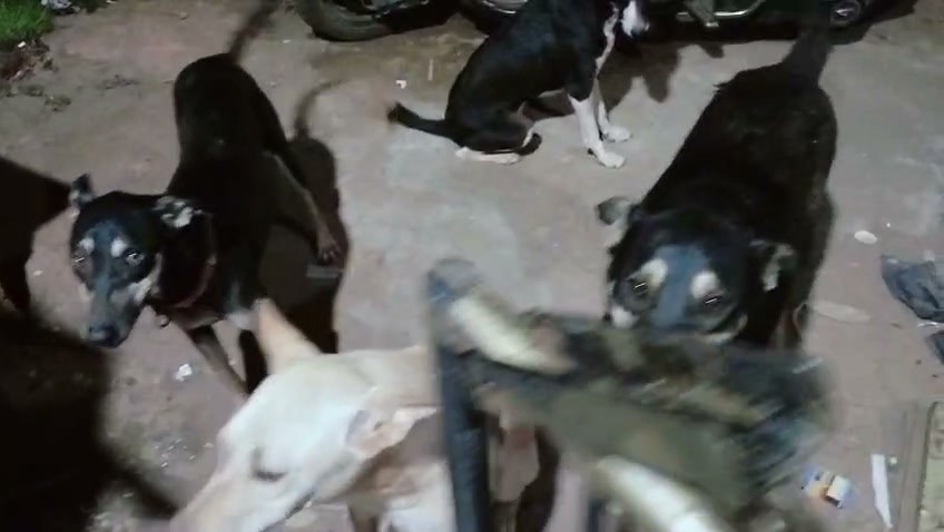 Happy street dogs on a night feeding round in Goa