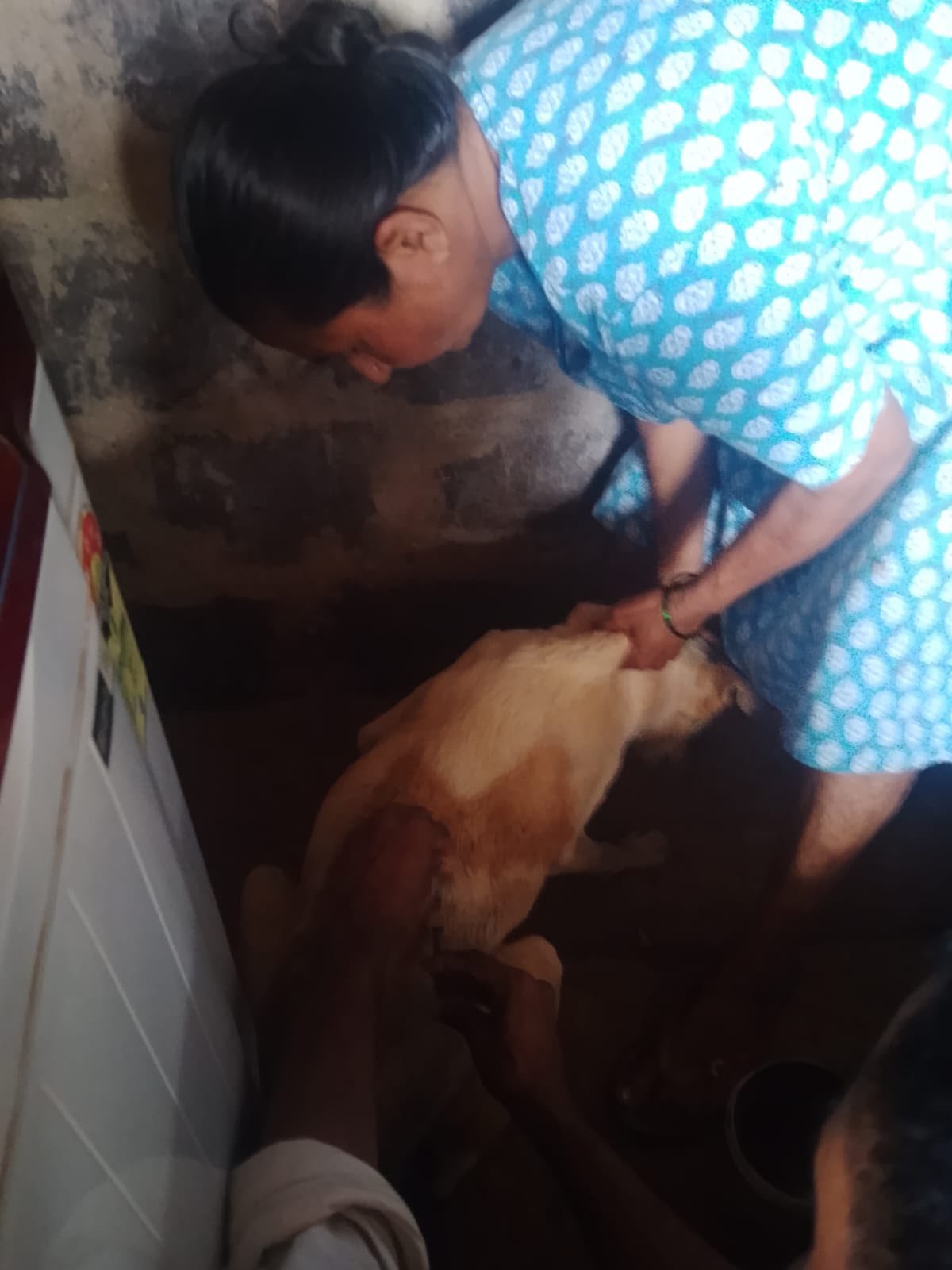 Helpers treating a tan street dog indoors