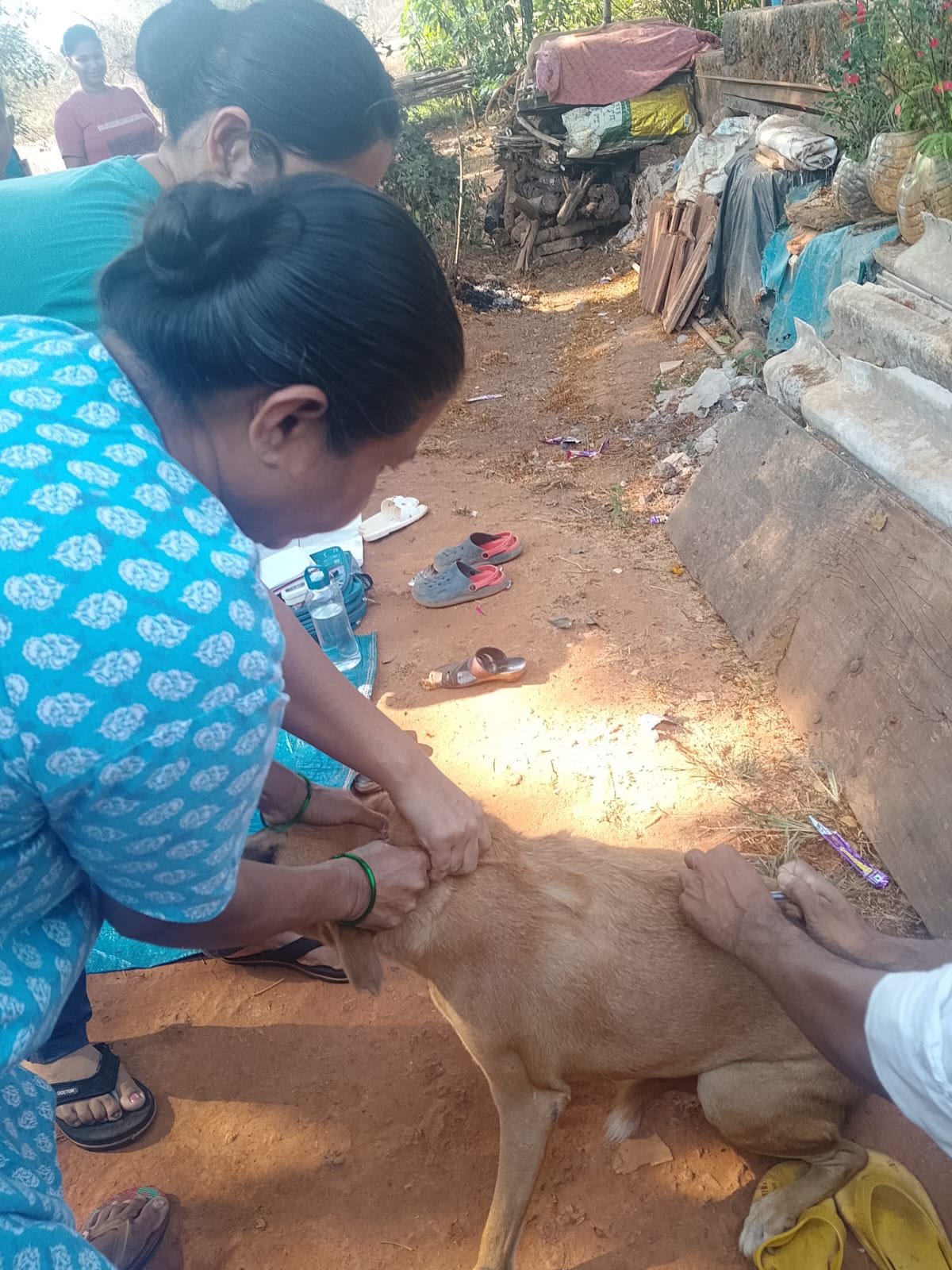 Helper holding a street dog while treatment is given outdoors
