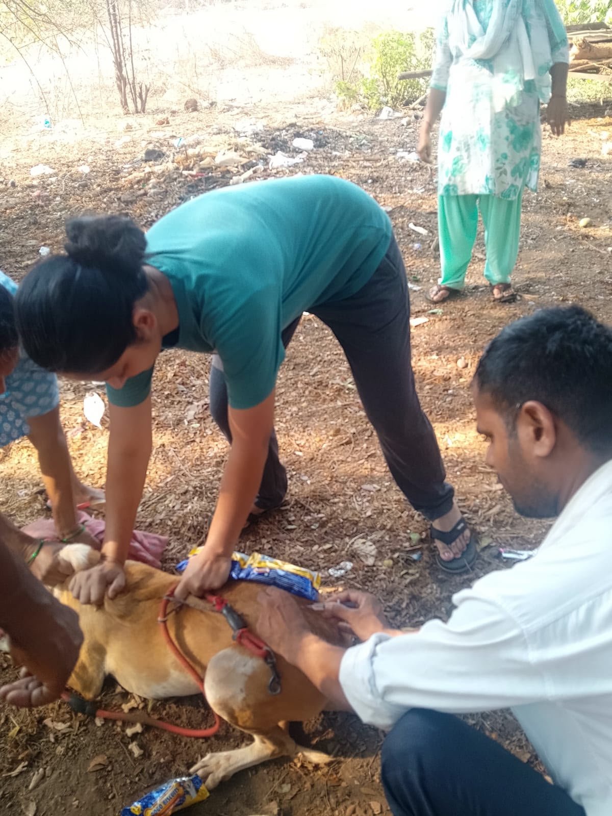 Team treating an injured street dog on the ground in Goa