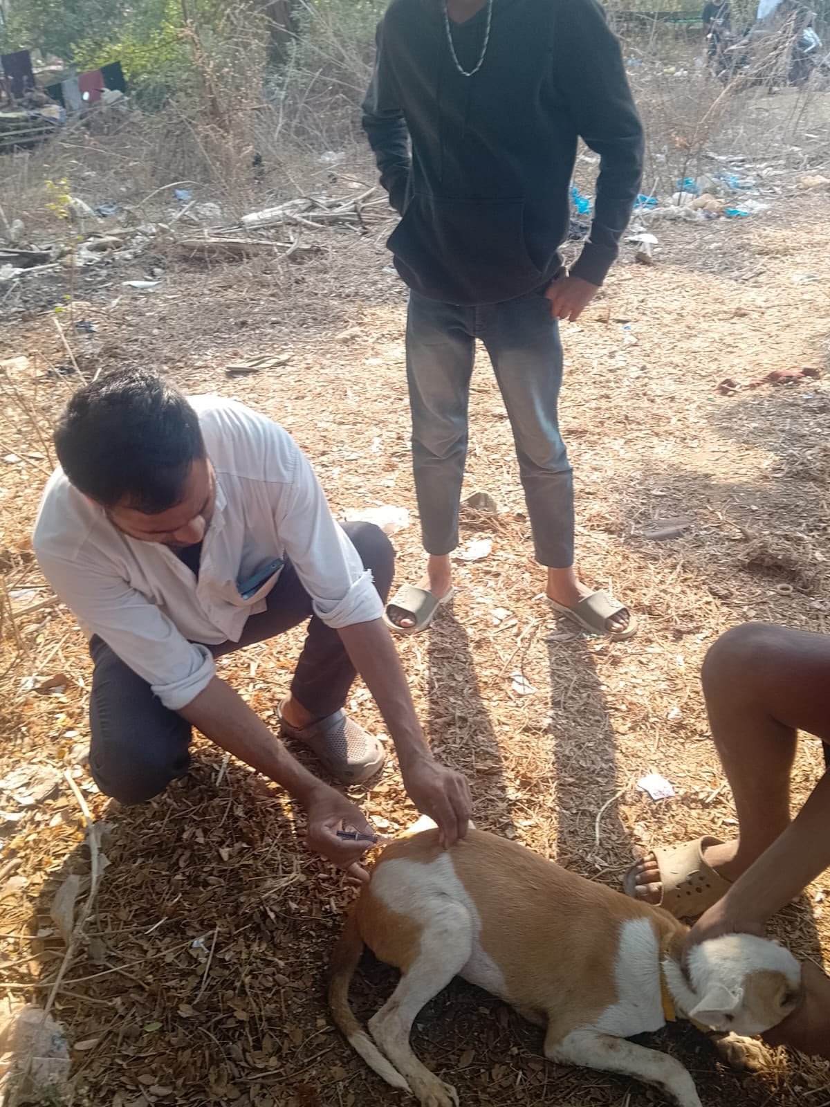 Helper giving an injection to a street dog outdoors