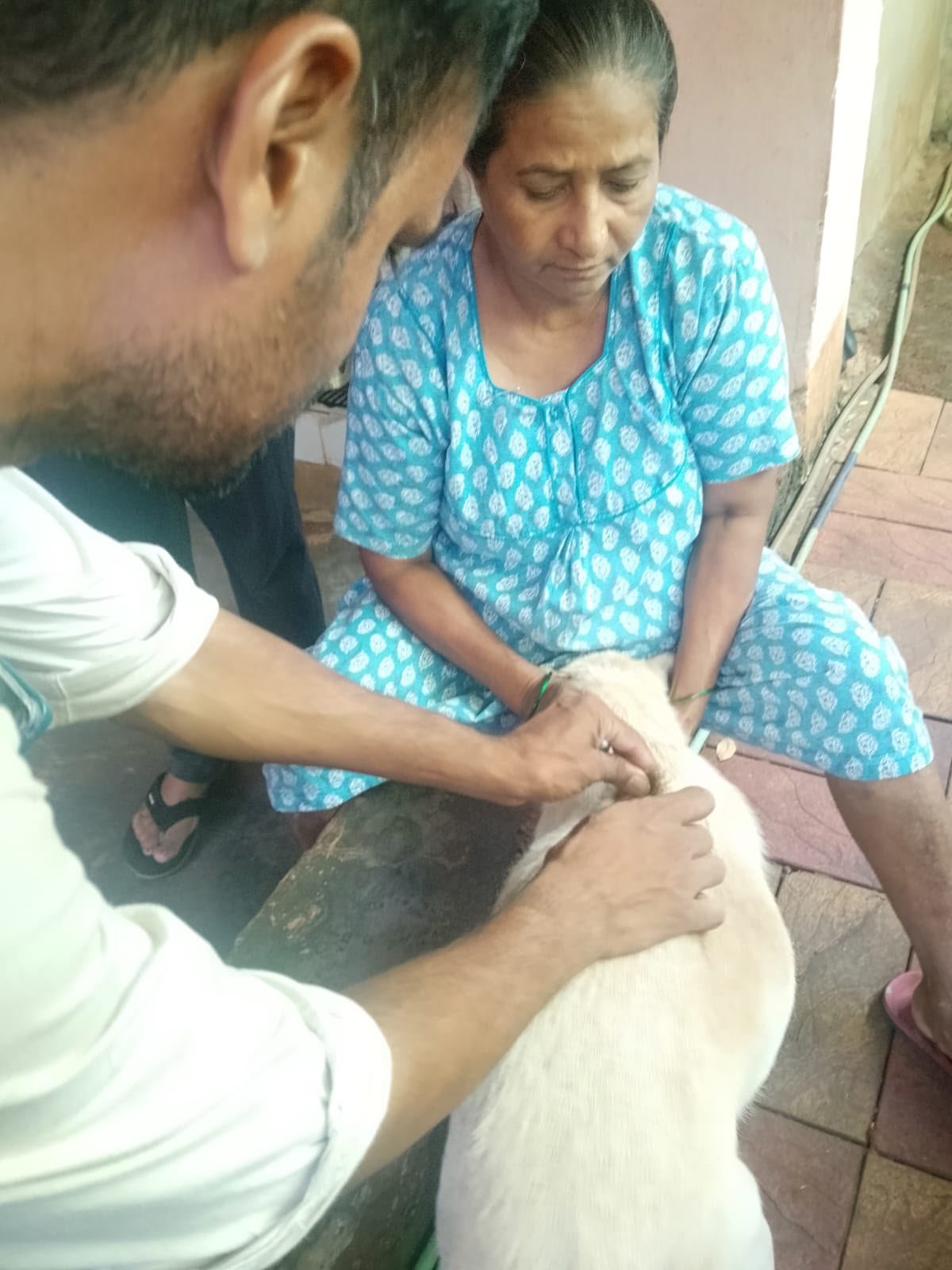 Close-up of a street dog receiving an injection