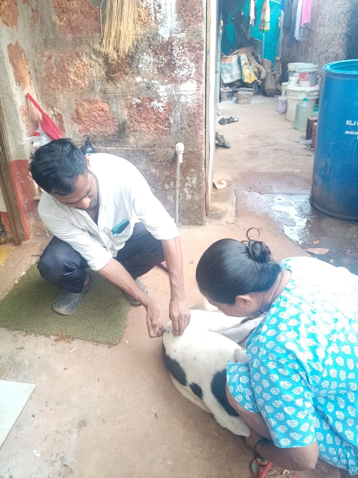 Helpers treating a black-and-white dog in a courtyard