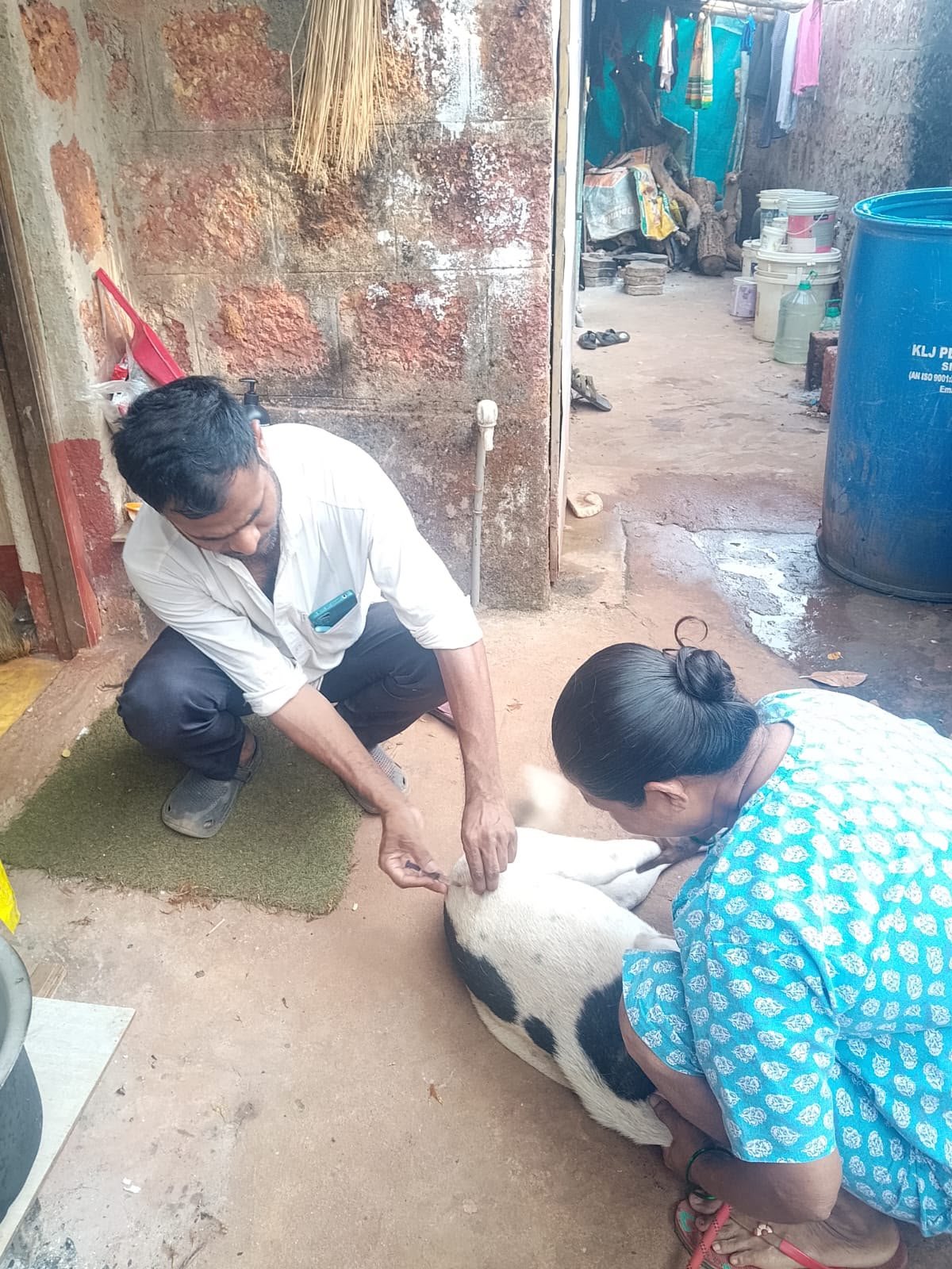Medical care for a black-and-white street dog