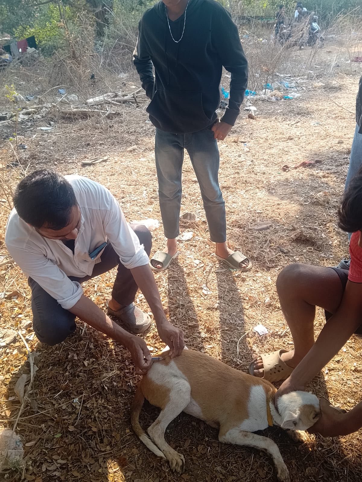 Street dog receiving treatment while held gently
