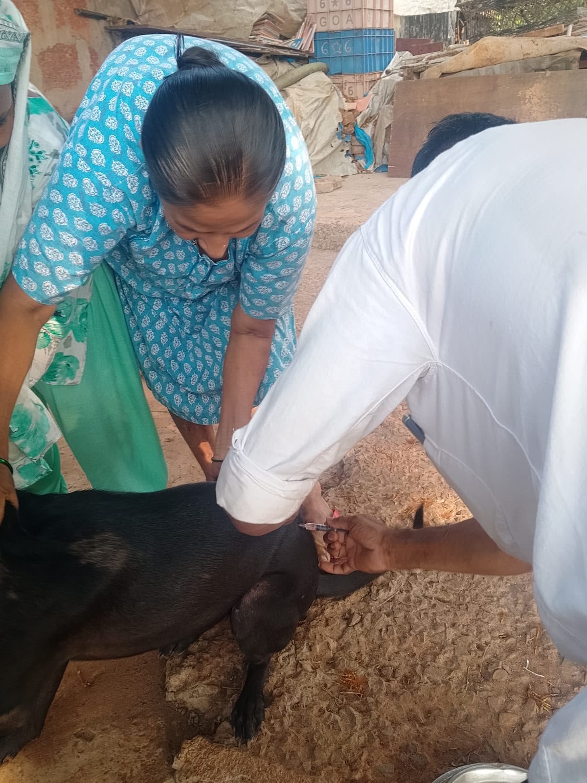 Black street dog being vaccinated by helpers