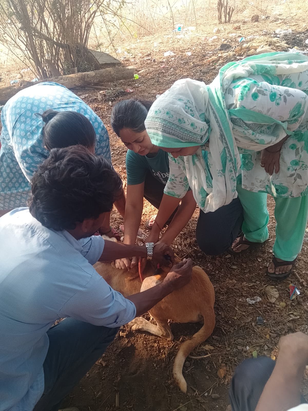 Team treating a street dog’s wound on the ground
