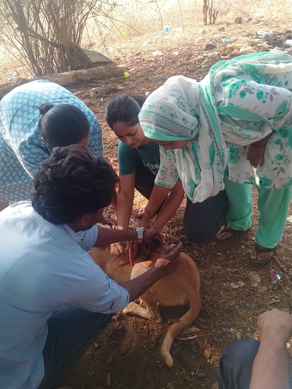 Hands-on medical care for a street dog in Goa