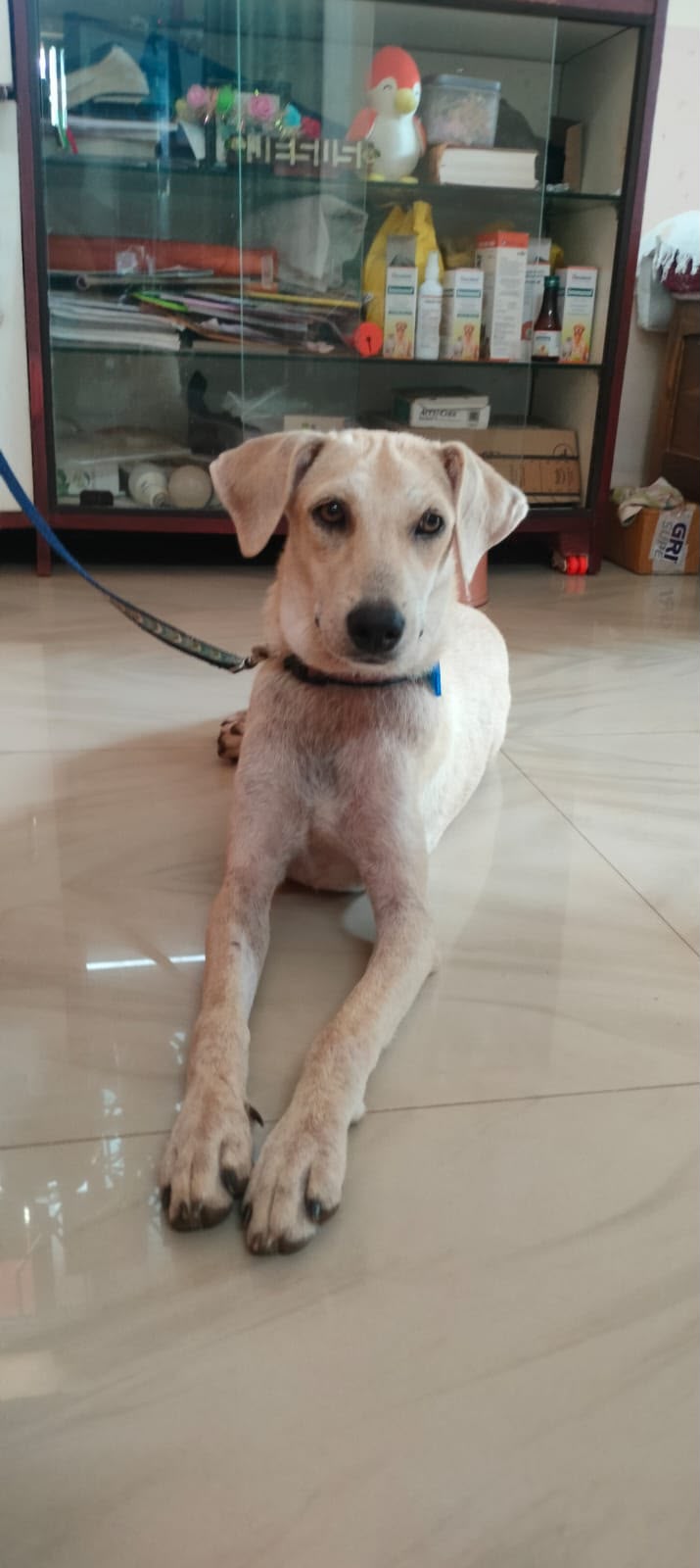 A rescued street dog resting safely indoors in Goa