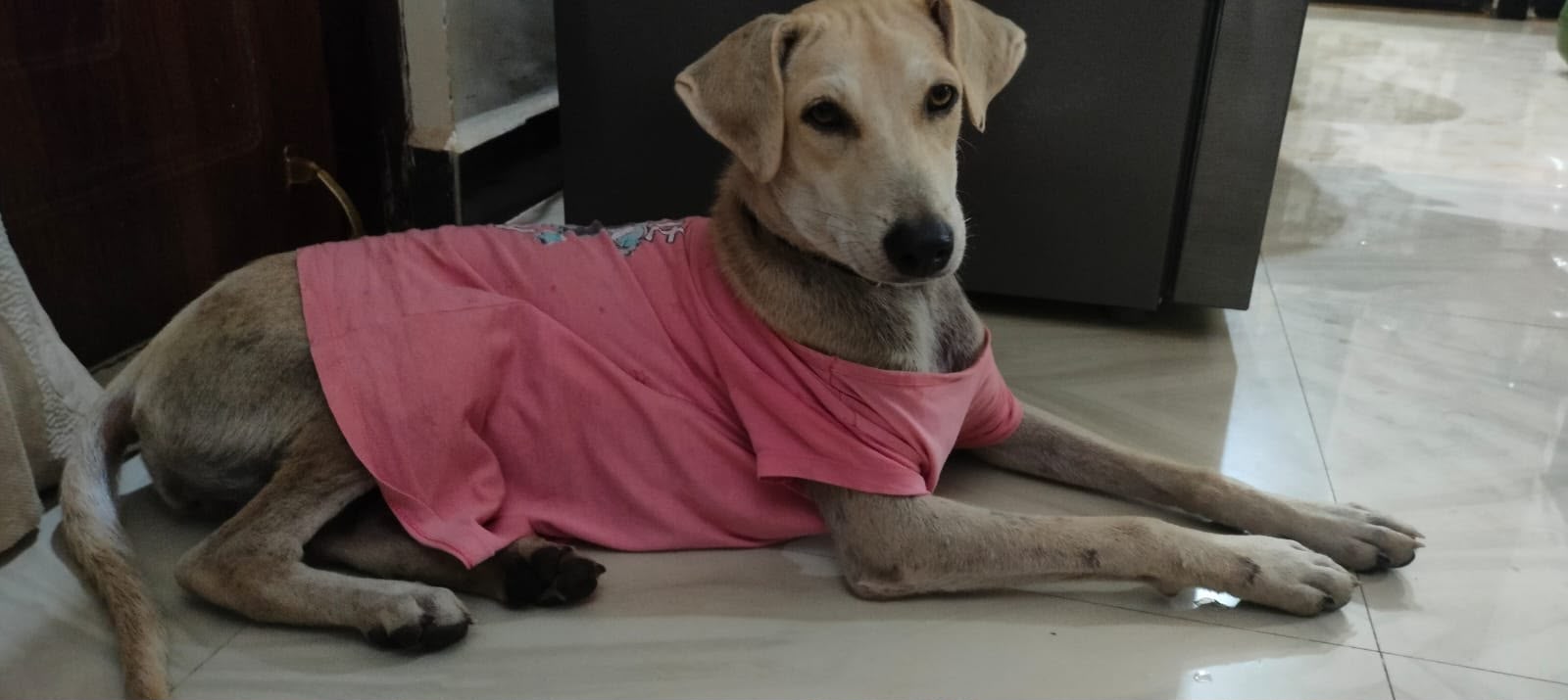 A street dog recovering in a pink protective shirt after treatment