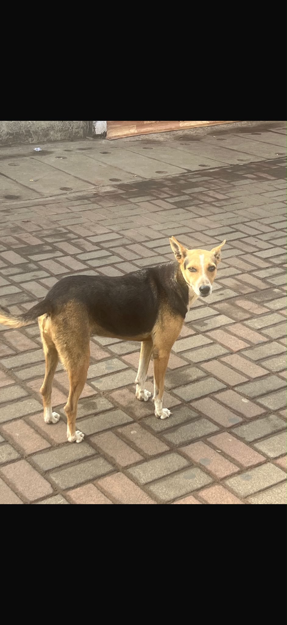 A street dog standing on a brick path in Goa