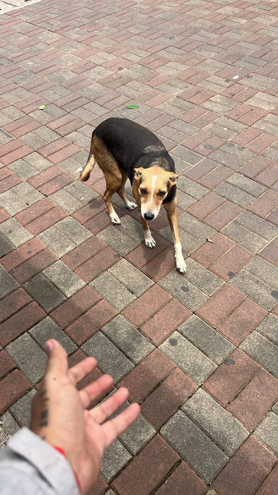 A street dog approaching a helper’s outstretched hand