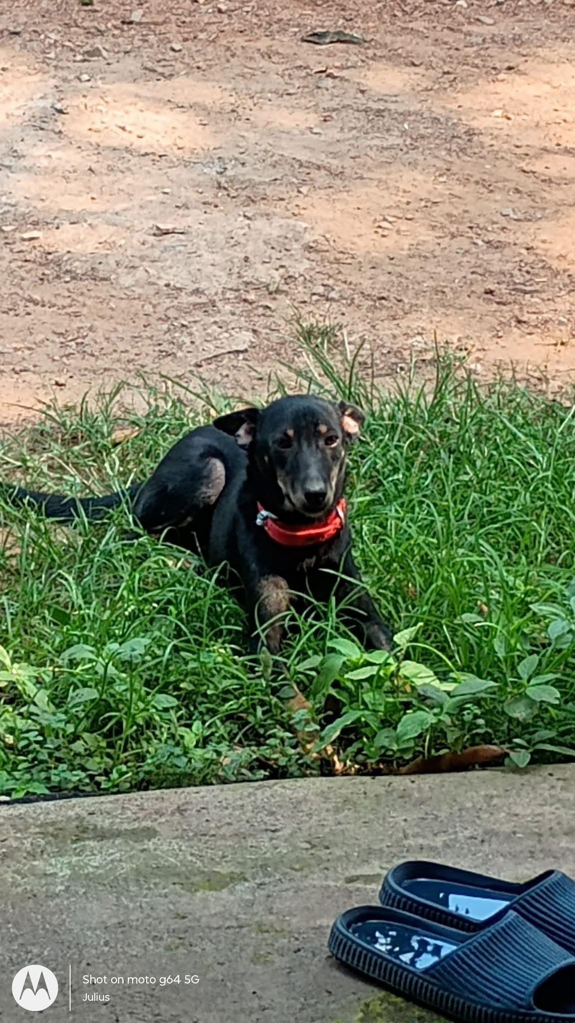 A street dog with a red collar resting on grass while recovering
