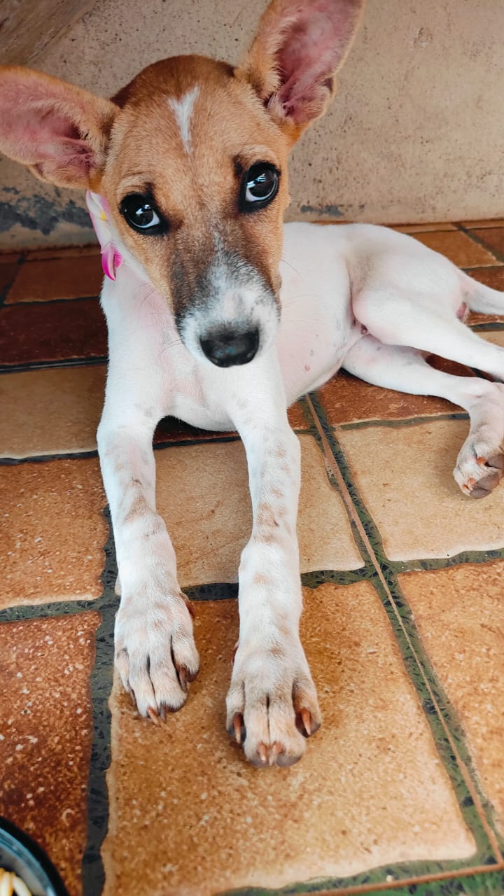 A young street puppy resting on tiled floor